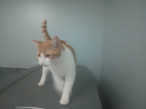 PEACHY - Domestic Short Hair available for adoption