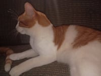 Peachy - Photo 4
