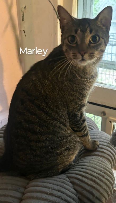 Marley Image