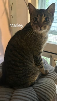 Marley - Photo 1