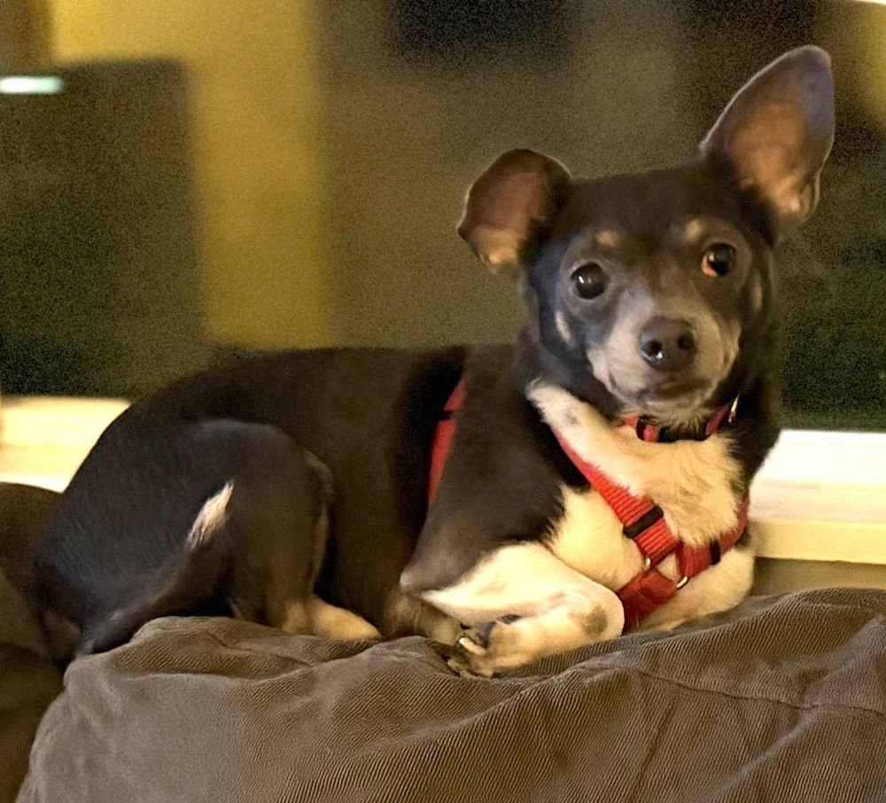 GEORGIE - Chihuahua / Dachshund available for adoption