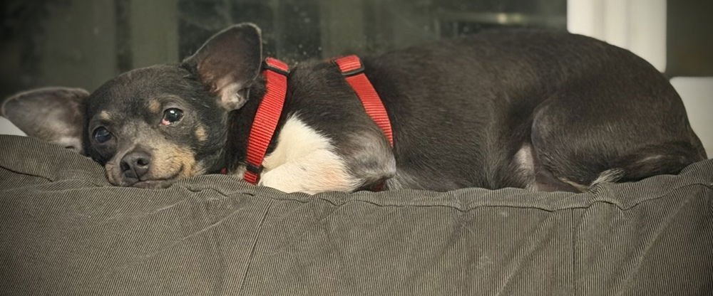 GEORGIE - Chihuahua / Dachshund available for adoption