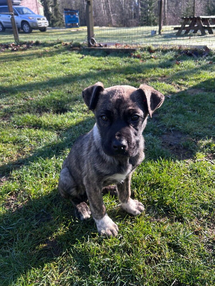 SAGE - Terrier available for adoption