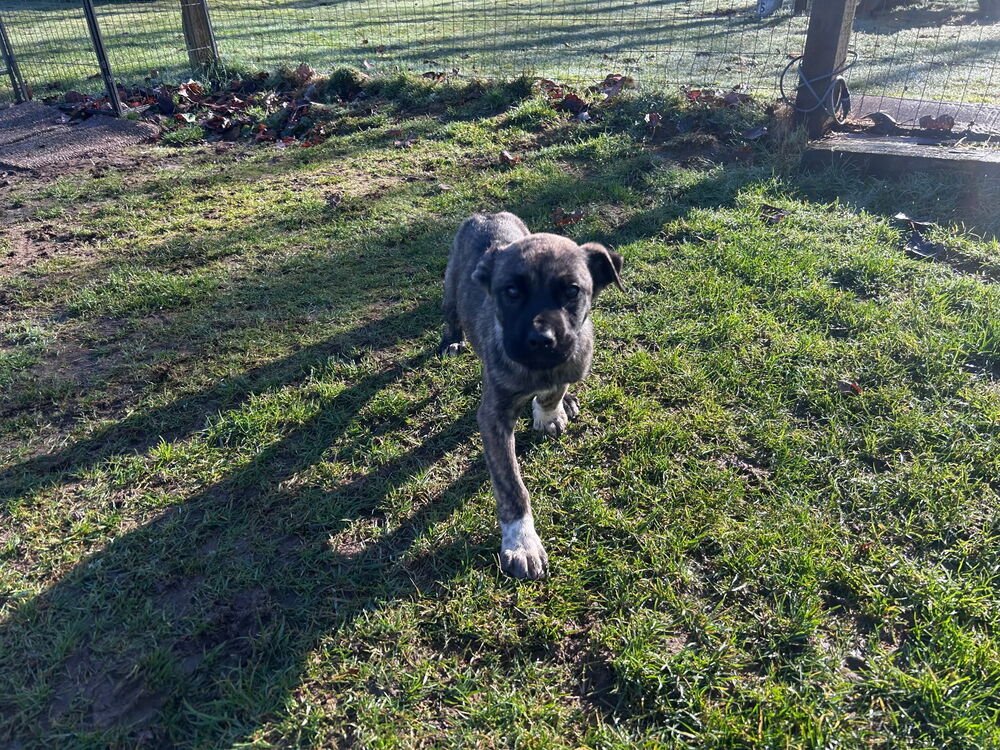 SAGE - Terrier available for adoption