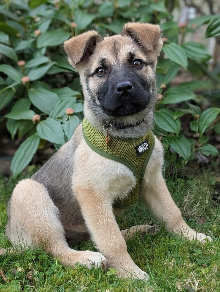 TETLEY - Shepherd available for adoption