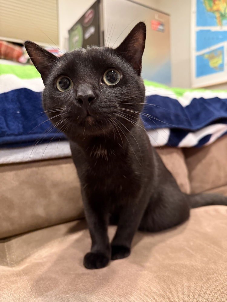 RED - Domestic Short Hair available for adoption