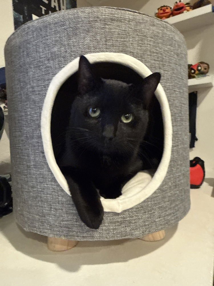 RED - Domestic Short Hair available for adoption