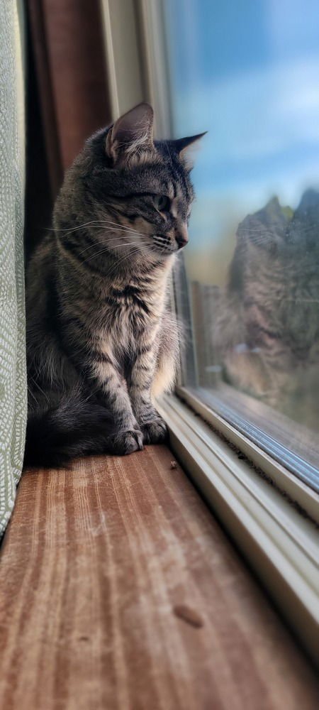 ZENOBIA - Domestic Short Hair available for adoption