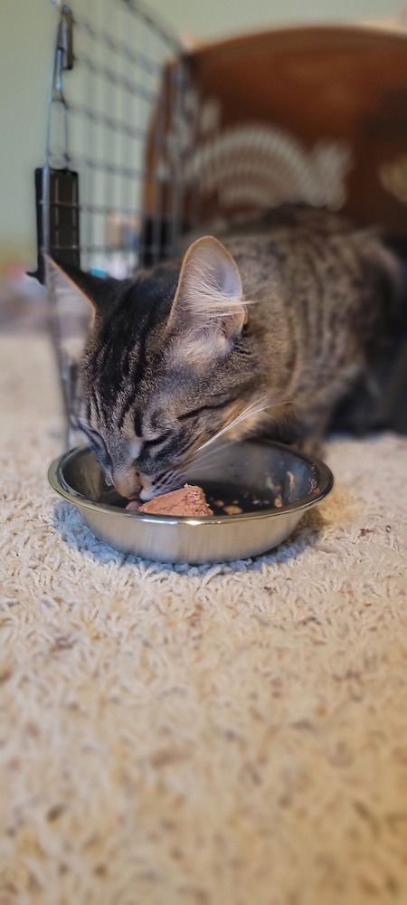 ZENOBIA - Domestic Short Hair available for adoption