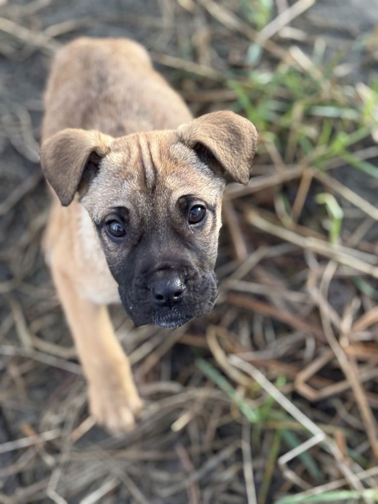 ADAHLIA - Shepherd available for adoption