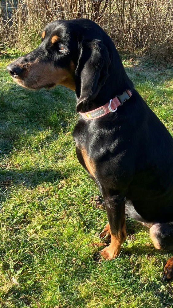 JEAUX - Coonhound available for adoption