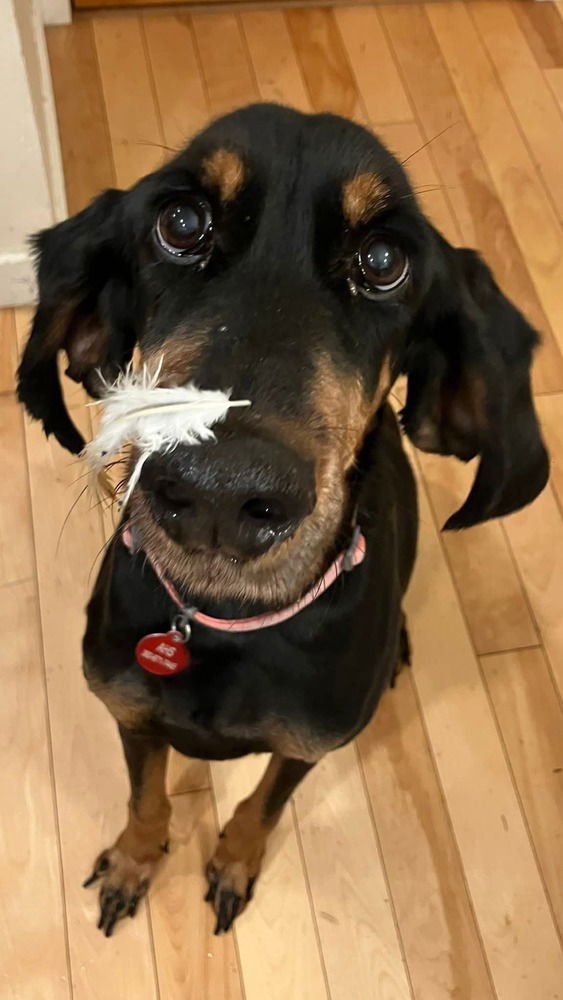 JEAUX - Coonhound available for adoption