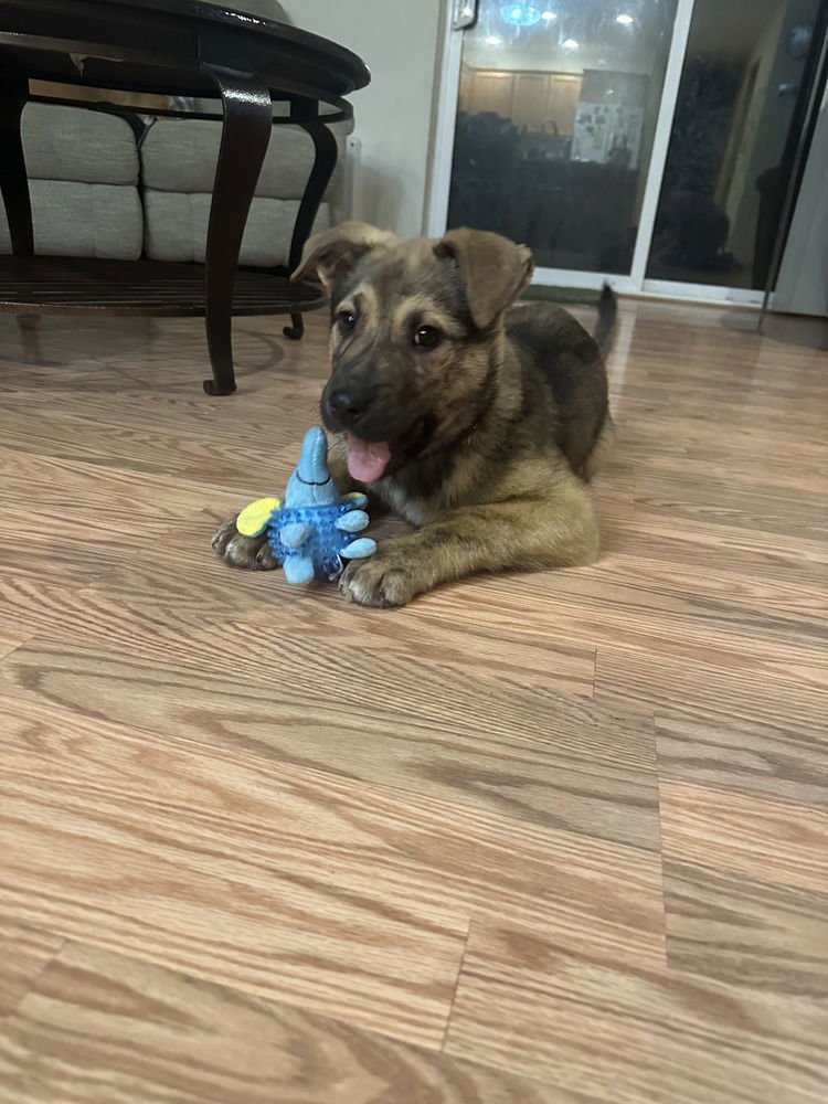 HANK - Shepherd available for adoption