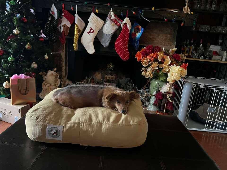 SADIE BLUE  DACHSHUND MIX