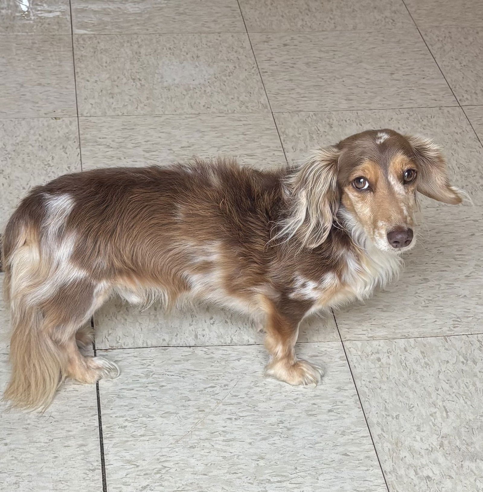 SARGEANT - Dachshund available for adoption