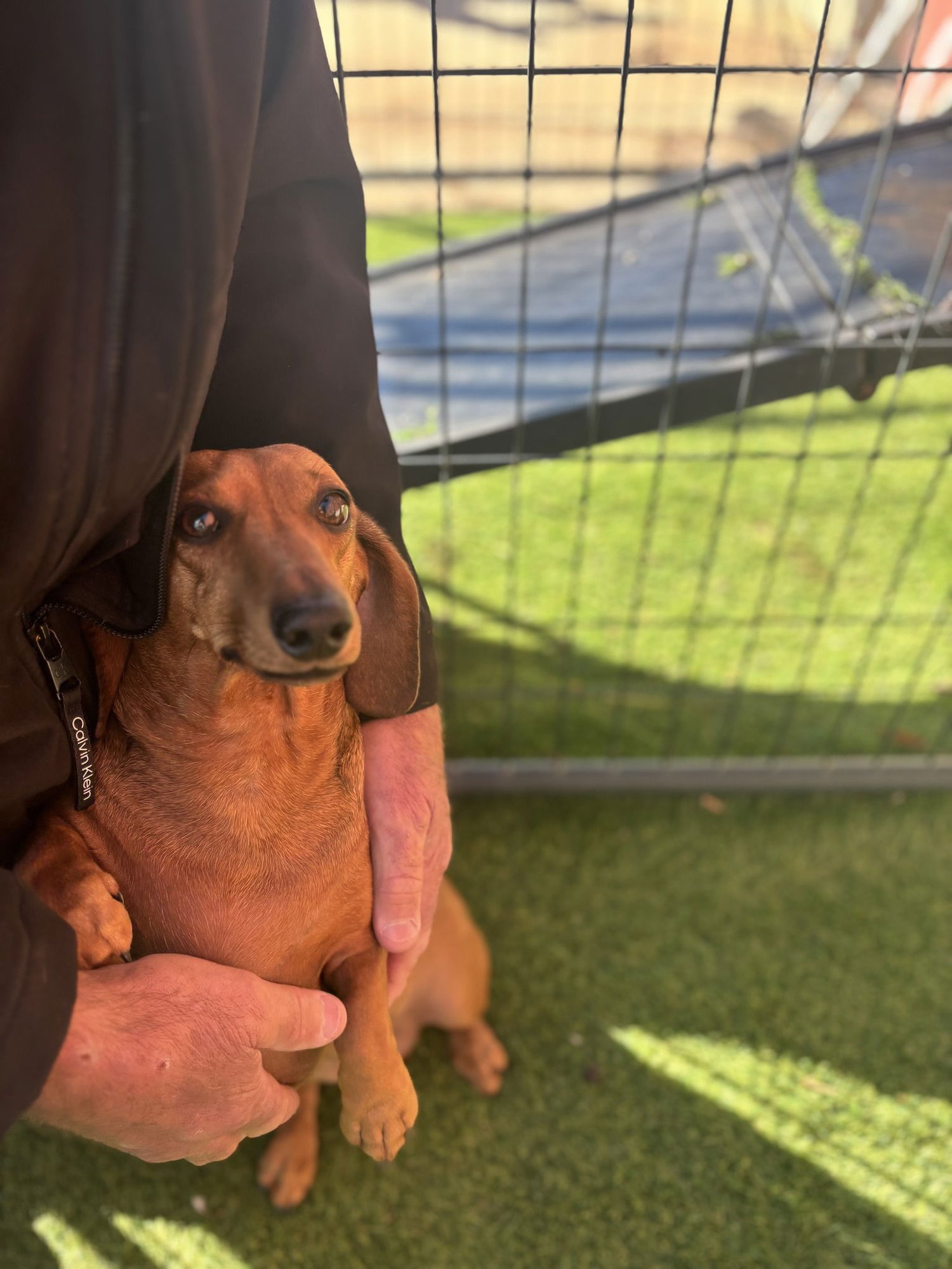 ABBY - Dachshund available for adoption