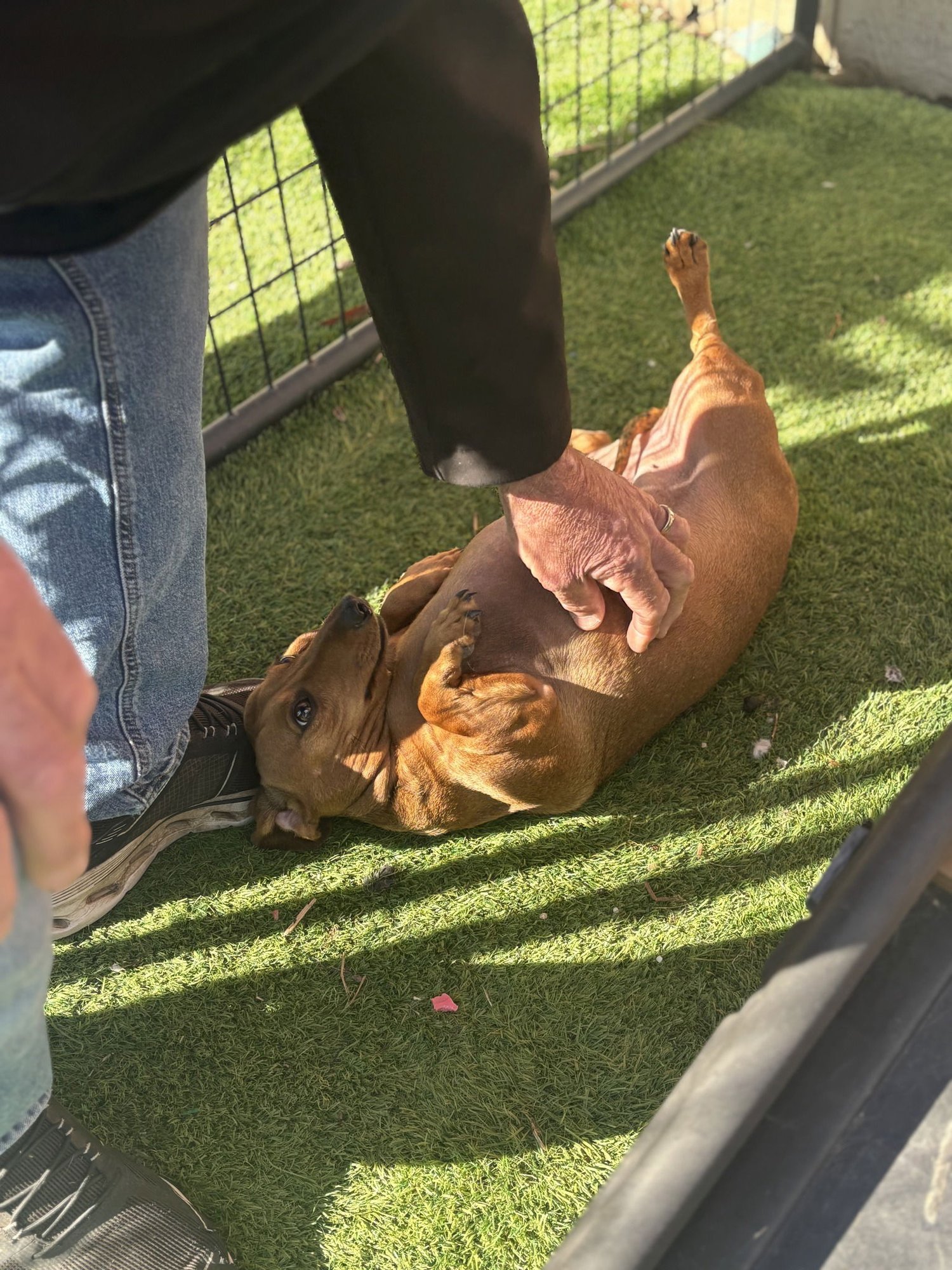 ABBY - Dachshund available for adoption