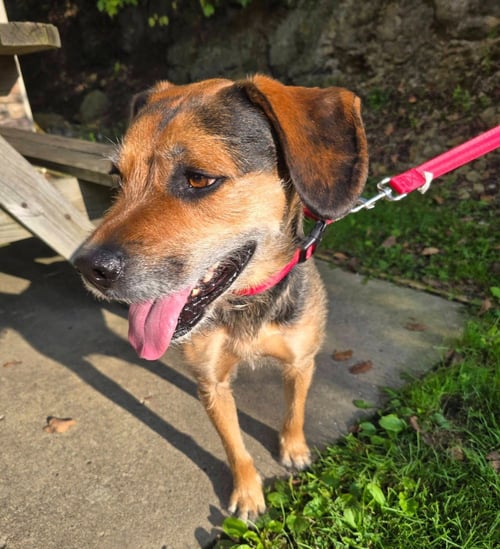 JOEY - Terrier for adoption in Wheeling