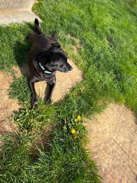 ROSIE - Photo 2