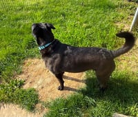 ROSIE - Photo 4