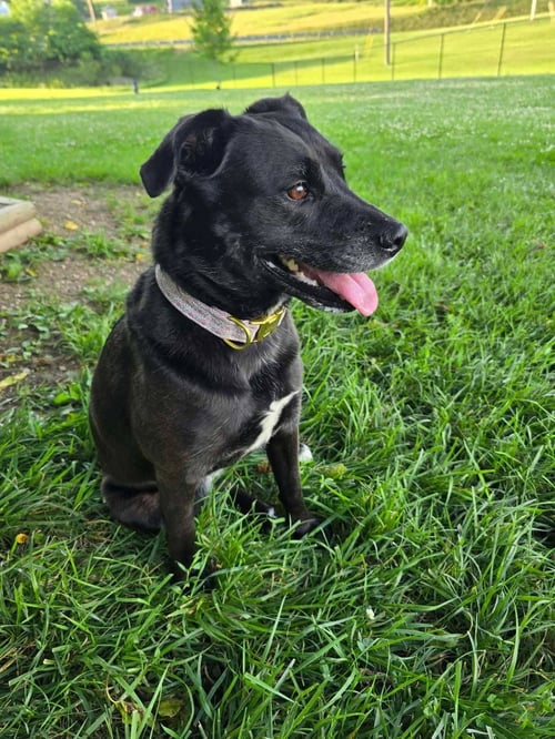 ROSIE - Labrador Retriever for adoption in Wheeling