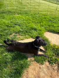 ROSIE - Photo 3