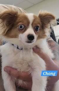 CHONG - Photo 1