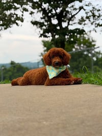 BRUNO - Photo 1