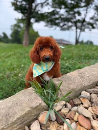 BRUNO - Photo 2