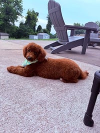 BRUNO - Photo 3
