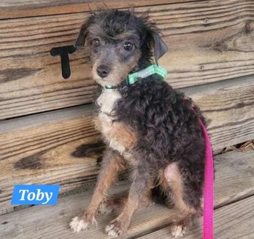 TOBY Image