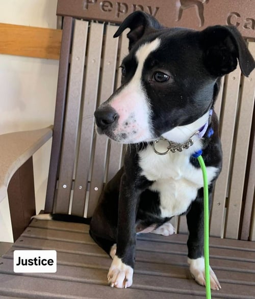 JUSTICE - Australian Cattle Dog/Blue Heeler / Terrier for adoption in Wheeling