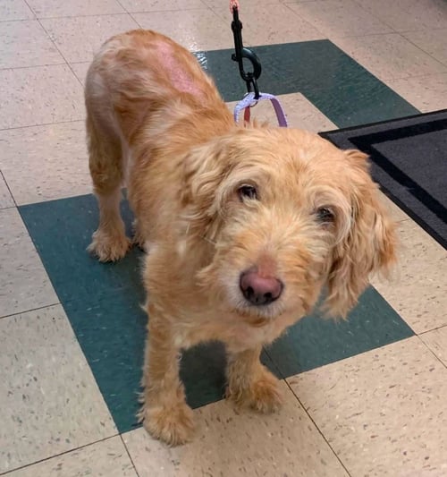 JADE - Golden Retriever / Poodle (unknown type) for adoption in Wheeling