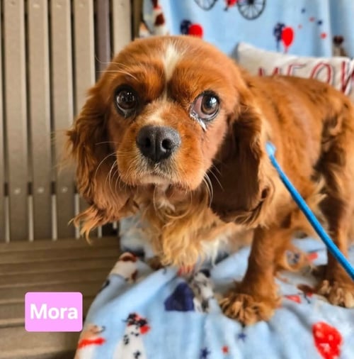 MORA - Cavalier King Charles Spaniel for adoption in Wheeling
