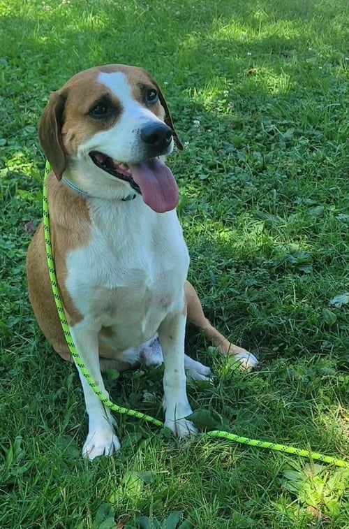 ZION - Beagle available for adoption