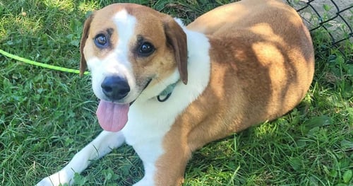 ZION - Beagle for adoption in Wheeling