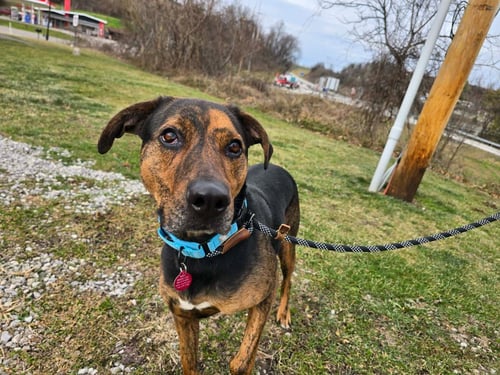 COOPER - Hound / Labrador Retriever for adoption in Wheeling