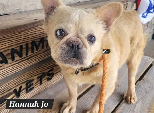 HANNAH JO - French Bulldog for adoption in Wheeling