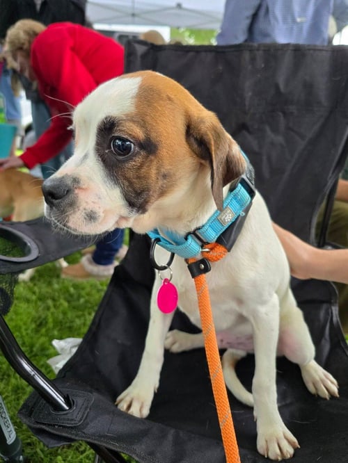 CARSON - Beagle / English Bulldog for adoption in Wheeling