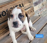 CARSON - Photo 2