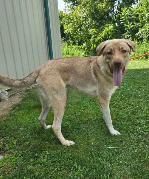 JABBA THE MUTT - Anatolian Shepherd available for adoption