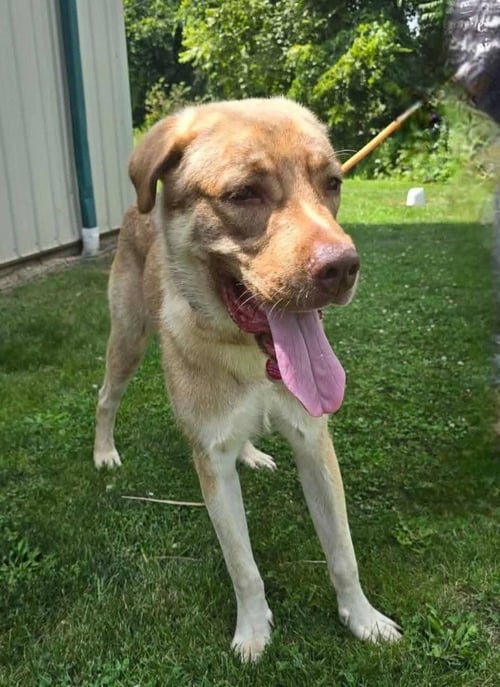 JABBA THE MUTT - Anatolian Shepherd for adoption in Wheeling