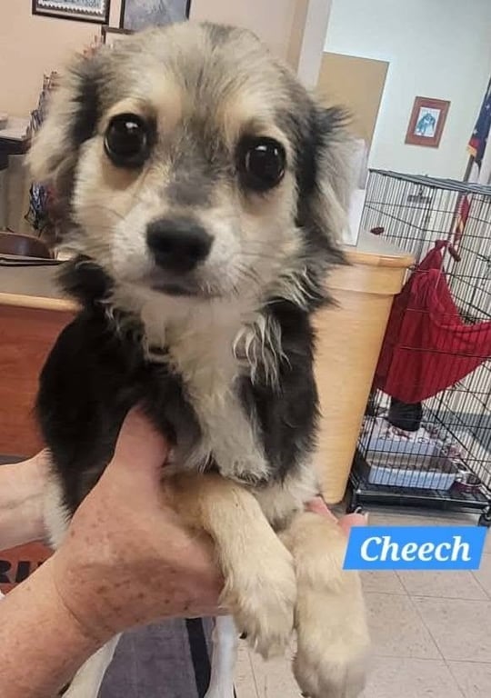 CHEECH Image