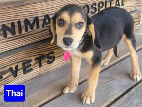 THAI - Beagle available for adoption