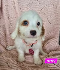 BETTY - Photo 1