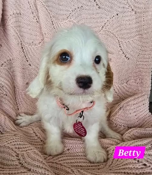 BETTY - Cavalier King Charles Spaniel / Poodle (unknown type) for adoption in Wheeling