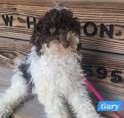 GARY
