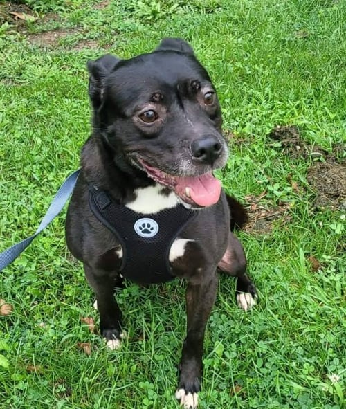 HANNAH - Chihuahua for adoption in Wheeling