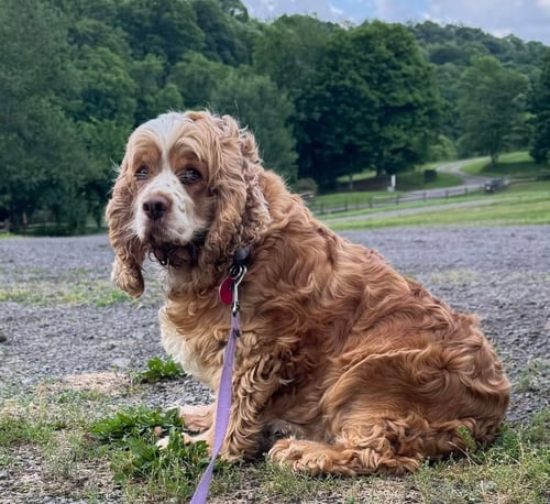 HARLEEN