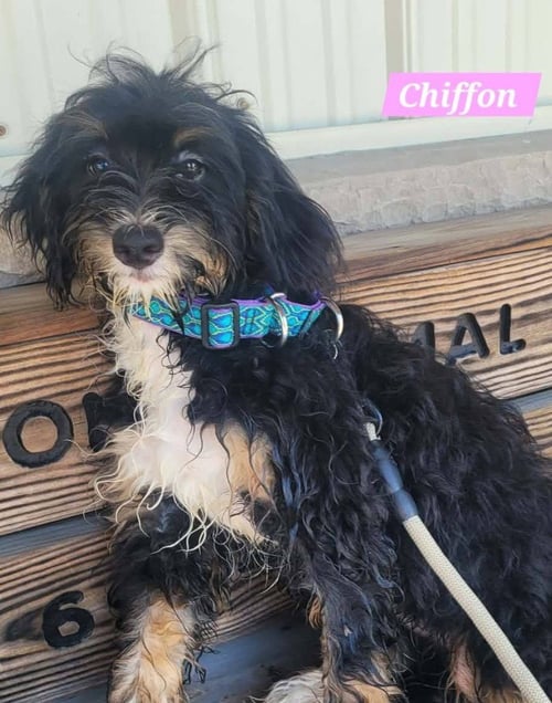CHIFFON - Bernese Mountain Dog / Poodle (unknown type) available for adoption